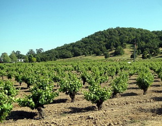 Найбільш посухостійкий виноград, корені якого товстіші й м’ясистіші і розташовані глибоко
